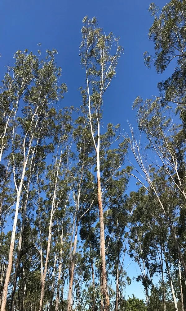 Tree health Noosa