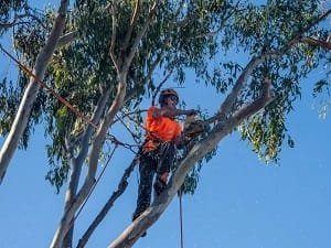 Tree trimming Noosa qld