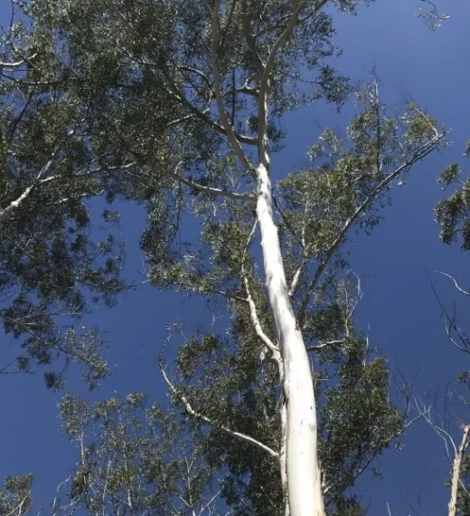 Tree inspection Noosa Tree inspection Noosa